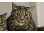 Adopt JINX a Brown Tabby Domestic Shorthair / Mixed (short coat) cat in Tucson