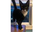 Adopt Lytle a Domestic Short Hair