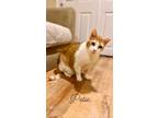 Adopt Petie a Orange or Red Tabby Domestic Shorthair / Mixed cat in Patchogue