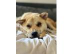 Adopt Max - IN LA!!! a White - with Tan, Yellow or Fawn Jindo / Jindo / Mixed
