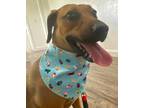 Adopt Hendry a Hound (Unknown Type) / Black Mouth Cur / Mixed dog in LaBelle