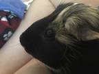 Adopt Bombur a Guinea Pig small animal in St. Paul, MN (35263873)