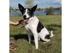 Adopt George a Australian Cattle Dog / Blue Heeler