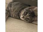 Adopt Frankie - in foster home a Domestic Short Hair