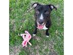 Adopt Zac* A198319 a Pit Bull Terrier