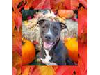 Adopt Celine Dion (Zoe) a Black Mixed Breed (Large) / Mixed dog in Huntsville