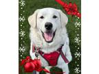 Adopt Blaze - Looking for Foster a Great Pyrenees / Mixed dog in Savage