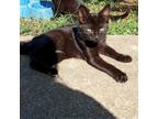 Adopt Mr.kittypants a Domestic Short Hair