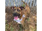 Adopt Nara a Brindle Boxer / Mixed dog in Edinburg, TX (34566374)