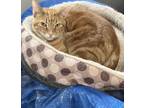 Adopt Rusty a Domestic Short Hair