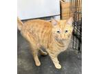 Adopt Casey a Domestic Short Hair