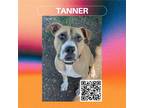 Adopt Tanner a Tan/Yellow/Fawn Pit Bull Terrier / Mixed dog in Dickinson