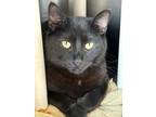 Adopt Amora a Domestic Shorthair / Mixed (short coat) cat in Portland