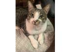 Adopt Twinkle Toes a Extra-Toes Cat / Hemingway Polydactyl