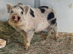 Adopt CHRIS P a Pig