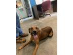Adopt Bacon a Black Mouth Cur