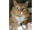 Adopt Levon a Maine Coon, Domestic Long Hair