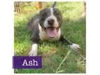 Adopt Ash CP a American Staffordshire Terrier