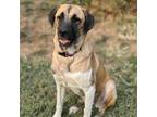 Adopt Zita a Brown/Chocolate Great Pyrenees / Anatolian Shepherd / Mixed dog in