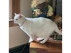 Adopt Kitty a White Domestic Shorthair / Mixed cat in Normal, IL (37089900)