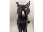 Adopt Misty a Domestic Mediumhair cat in Wake Forest, NC (37213979)