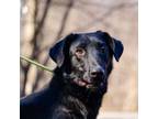 Adopt Gilligan a Black Labrador Retriever, Shepherd