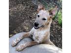 Adopt Thursday NN* a Australian Cattle Dog / Mixed dog in Cincinnati