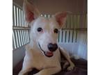 Adopt Cassidy DL a White - with Tan, Yellow or Fawn Whippet / Mixed Breed