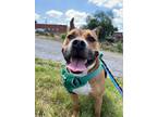 Adopt Bandit a Pit Bull Terrier dog in Roanoke, VA (37269285)