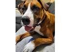 Adopt George a Tan/Yellow/Fawn - with White Hound (Unknown Type) / Boxer dog in