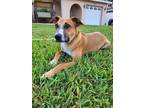 Adopt Dobby a Brown/Chocolate - with White Hound (Unknown Type) dog in Tampa