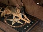 Adopt Millie a Tan/Yellow/Fawn - with Black German Shepherd Dog / Mixed dog in