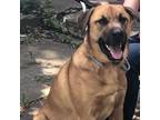 Adopt Bucky a Black Mouth Cur, Mastiff