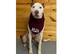 Adopt Herbie a American Pit Bull Terrier / Mixed dog in Glenfield, NY (37261729)