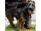 Adopt Teshsa 7405 a Brown/Chocolate German Shepherd Dog / Mixed dog in Brooklyn