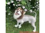 Adopt Dora 9365 a Brown/Chocolate Husky / Mixed dog in Brooklyn, NY (37280836)