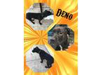 Adopt Deno a Black - with White American Pit Bull Terrier / Mixed dog in