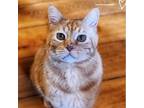 Adopt Mr. Munson a Orange or Red Domestic Shorthair / Mixed cat in Zimmerman