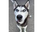 Adopt Blu a Gray/Blue/Silver/Salt & Pepper Husky / Mixed dog in Wantagh