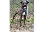 Adopt Twix a Brindle American Staffordshire Terrier / Terrier (Unknown Type