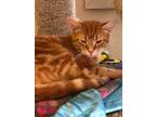 Adopt GEMMY a Spotted Tabby/Leopard Spotted Domestic Shorthair (short coat) cat