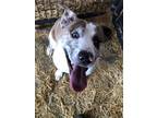 Adopt BLU! a Black - with Tan, Yellow or Fawn Catahoula Leopard Dog / Pointer /