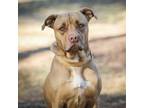 Adopt JoJo a Tan/Yellow/Fawn American Pit Bull Terrier / Mixed dog in Helena
