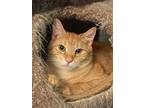 Adopt Archie a Orange or Red Tabby Domestic Shorthair (short coat) cat in