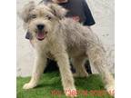 Adopt Kai 7389 a Gray/Silver/Salt & Pepper - with Black Terrier (Unknown Type