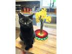 Adopt Kai a All Black Domestic Shorthair / Domestic Shorthair / Mixed cat in