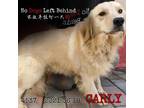Adopt Carly 4537 a Tan/Yellow/Fawn Golden Retriever / Mixed dog in Brooklyn