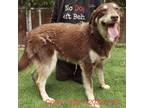 Adopt Corky 7403 a Brown/Chocolate Husky / Labrador Retriever / Mixed dog in
