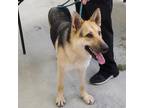 Adopt Molly JR* a Tan/Yellow/Fawn - with Black German Shepherd Dog / Mixed dog