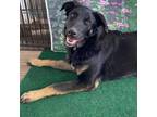 Adopt Koda JR a Black German Shepherd Dog / Husky / Mixed dog in Salem